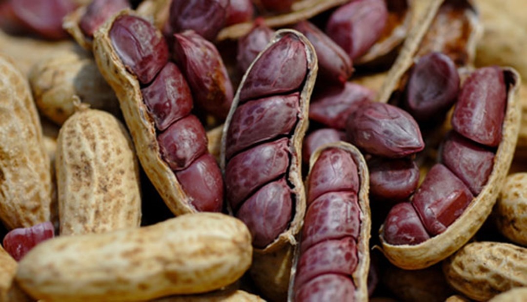 Conheça 7 benefícios de comer amendoim no São João 55