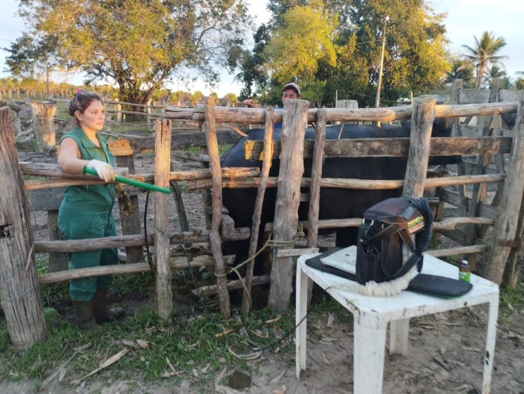 Inseminação de alta genética chega aos rebanhos de Porto Seguro 4