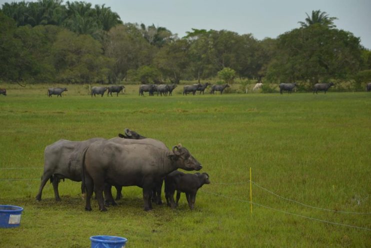 WhatsApp Image 2023-07-17 at 14.31.12 (1) Certificação municipal e inseminação artificial impulsionam negócios locais 11
