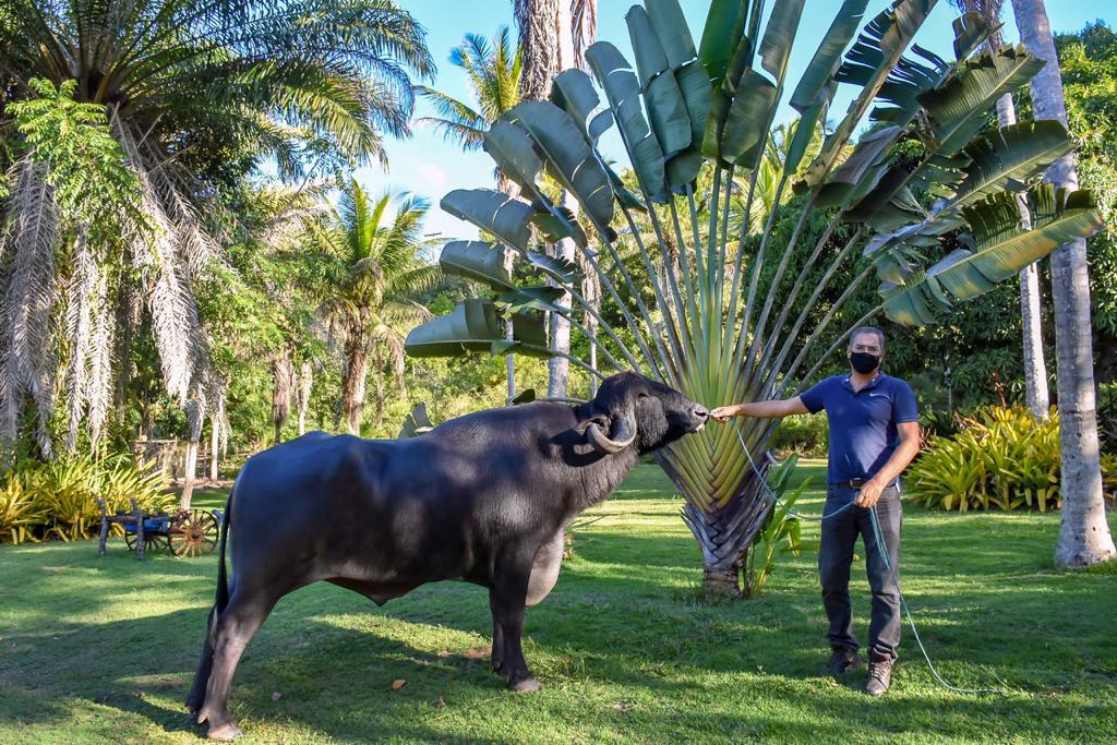 Certificação municipal e inseminação artificial impulsionam negócios locais 5