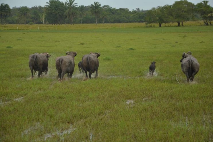 WhatsApp Image 2023-07-17 at 14.31.12 Certificação municipal e inseminação artificial impulsionam negócios locais 12