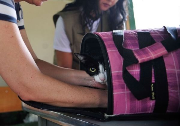 PL prevê obrigatoriedade de banheiros para cães e gatos em novos aeroportos 6