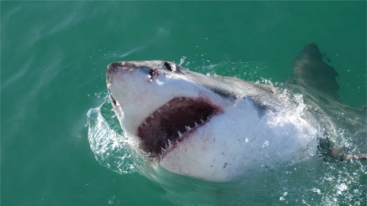 Tubarões estão viciados em cocaína jogada por traficantes no mar, diz estudo de cientista 4