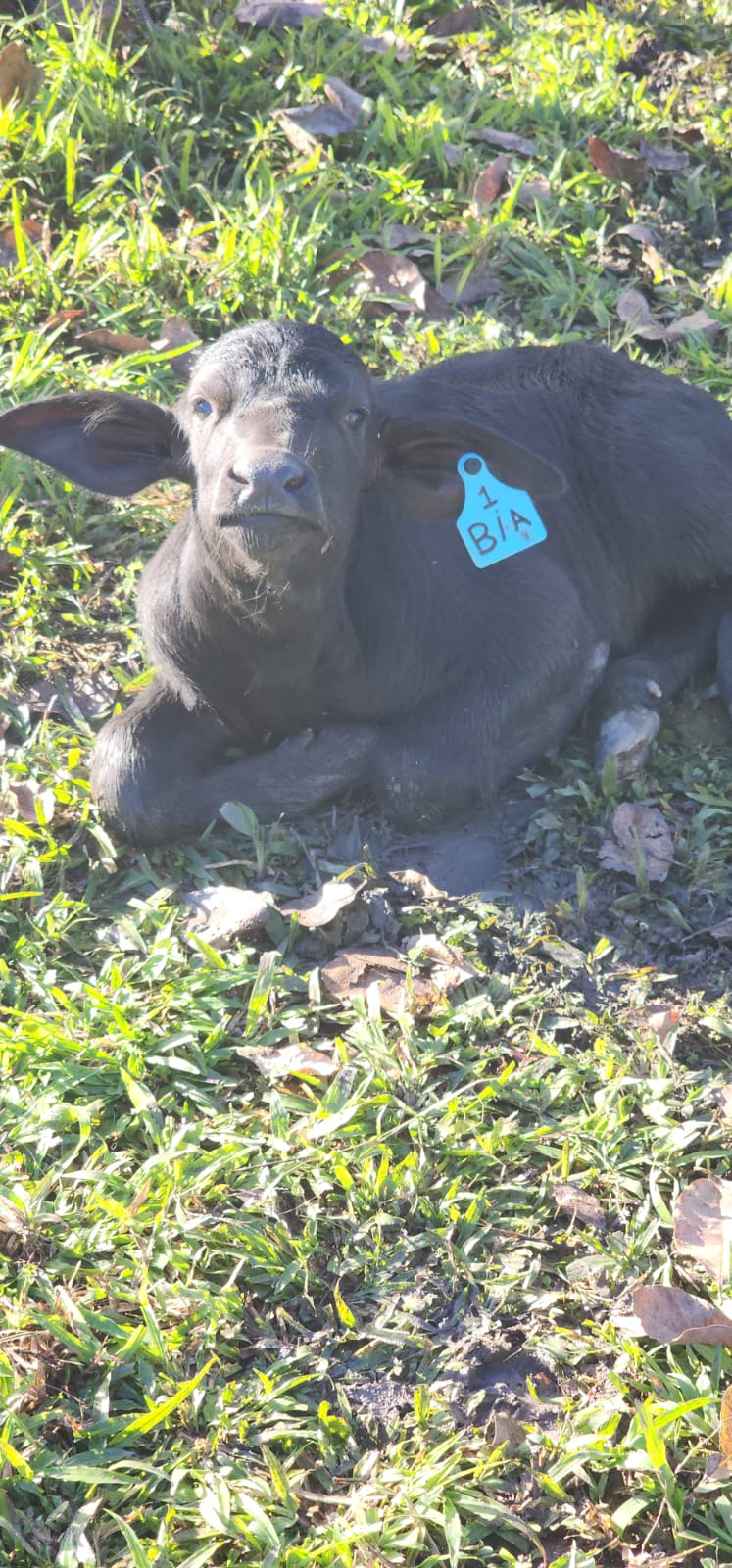 Nascem os primeiros filhotes de búfalas por inseminação de alta genética 27