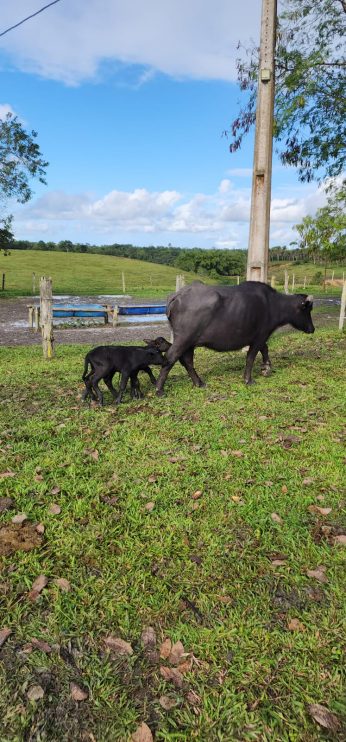 Nascem os primeiros filhotes de búfalas por inseminação de alta genética 9
