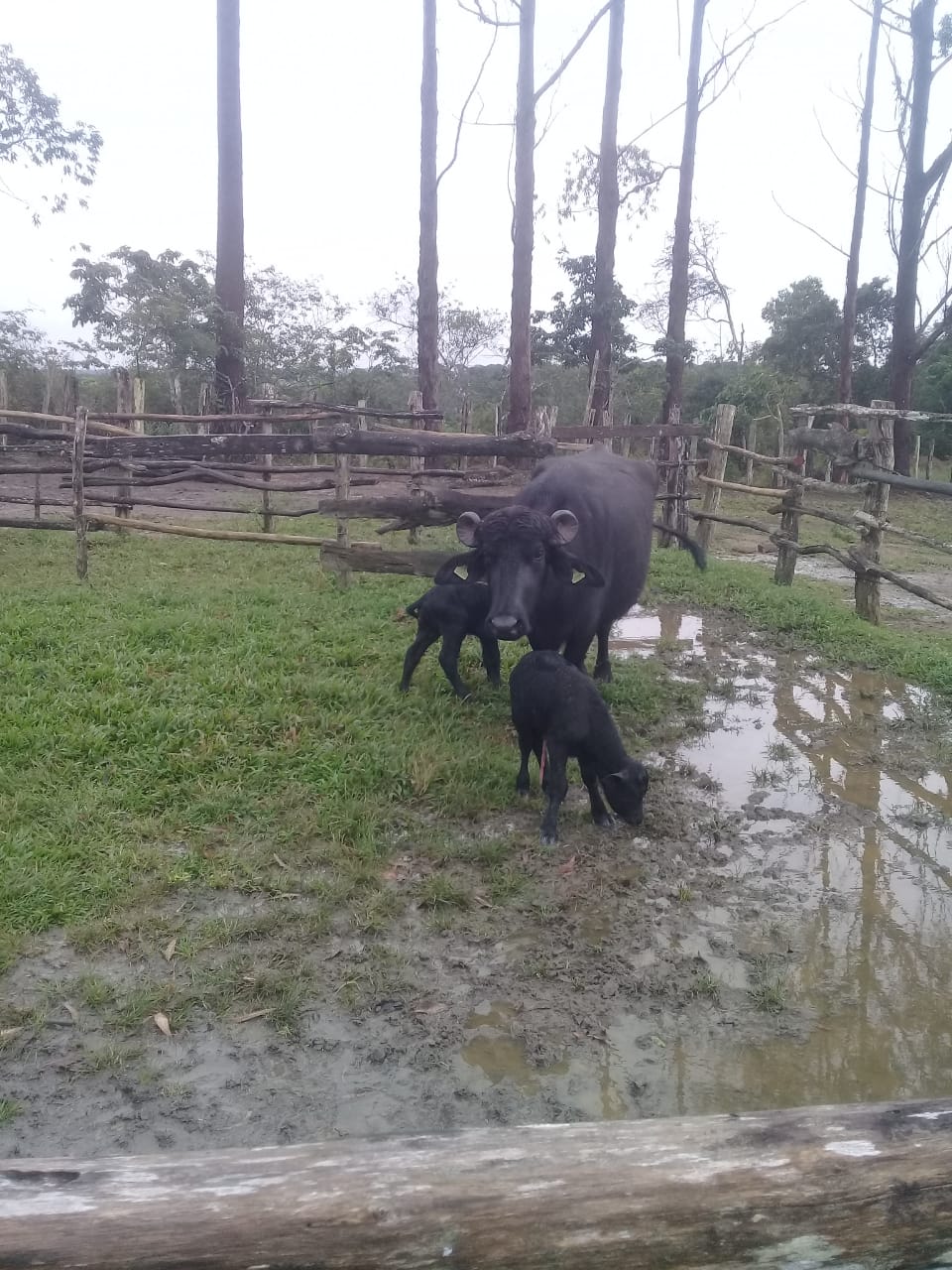Nascem os primeiros filhotes de búfalas por inseminação de alta genética 26