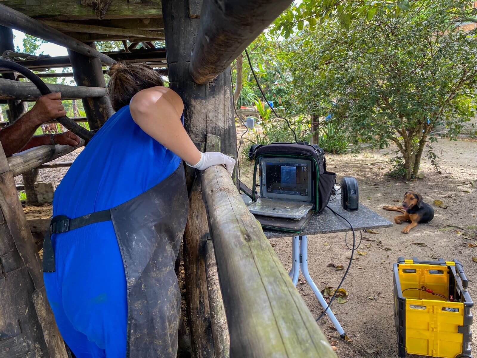 Programa “Mais Pecuária” obtém sucesso com inseminação de bovinos em Eunápolis 6