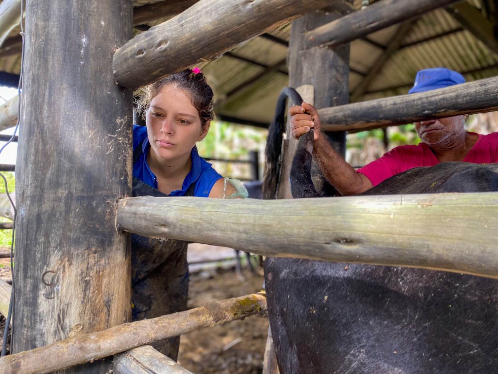 Programa “Mais Pecuária” obtém sucesso com inseminação de bovinos em Eunápolis 13