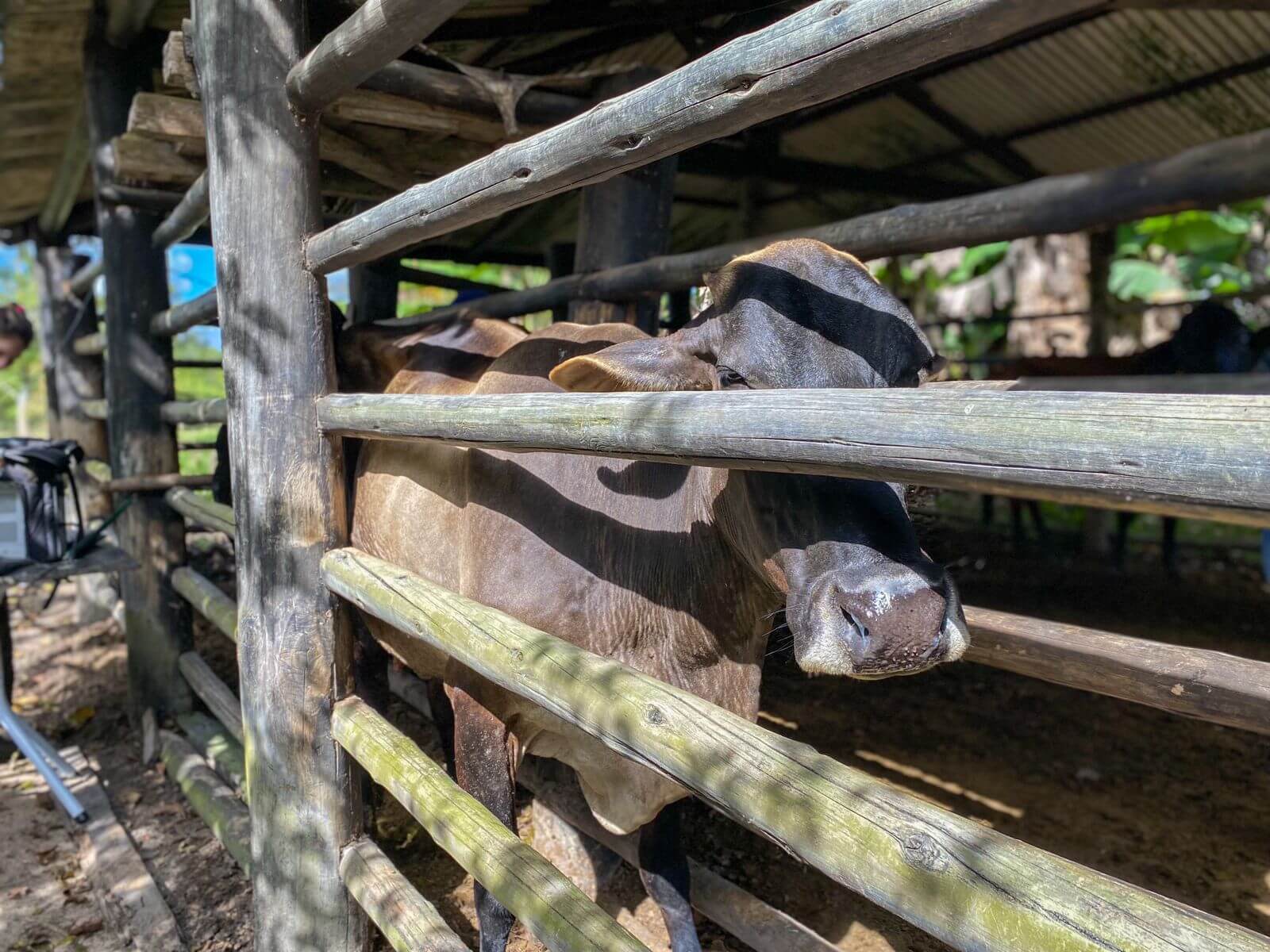 Programa “Mais Pecuária” obtém sucesso com inseminação de bovinos em Eunápolis 8