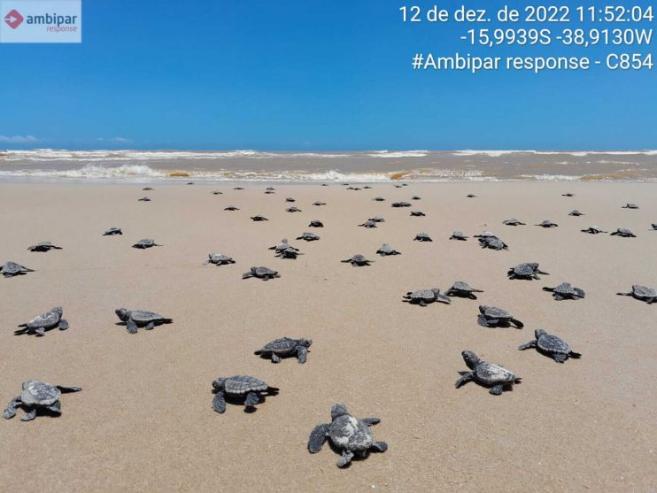 Confira os números da última temporada reprodutiva de tartarugas marinhas do Sul da Bahia 7