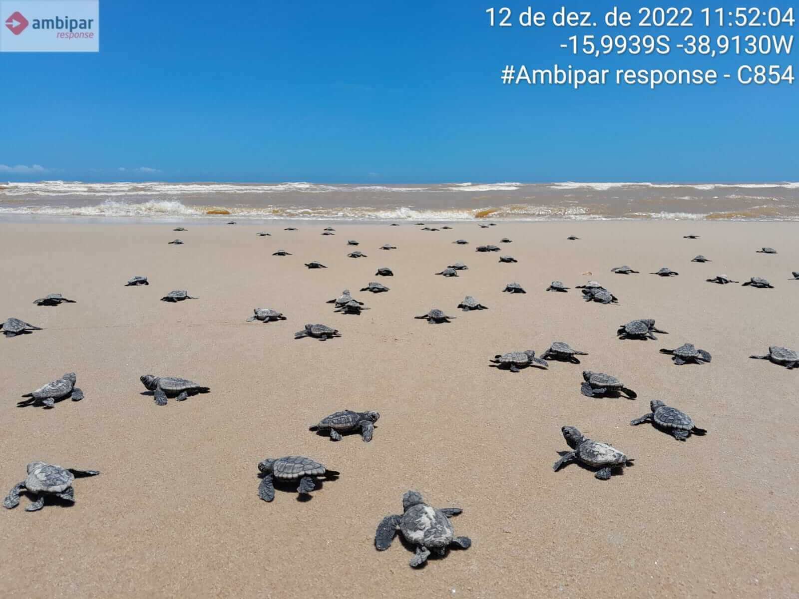 Confira os números da última temporada reprodutiva de tartarugas marinhas do Sul da Bahia 5