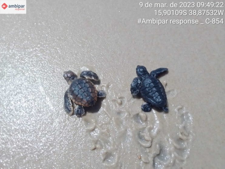 Confira os números da última temporada reprodutiva de tartarugas marinhas do Sul da Bahia 13