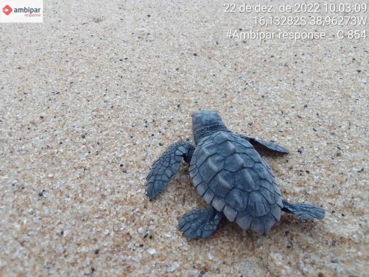 Confira os números da última temporada reprodutiva de tartarugas marinhas do Sul da Bahia 9