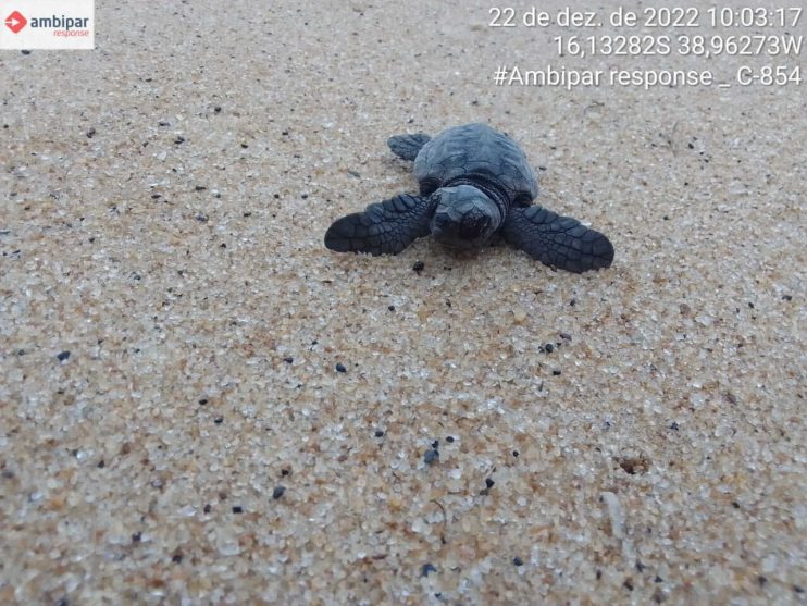 Confira os números da última temporada reprodutiva de tartarugas marinhas do Sul da Bahia 10