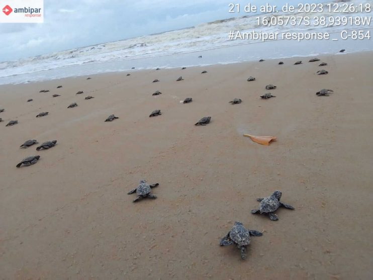 Confira os números da última temporada reprodutiva de tartarugas marinhas do Sul da Bahia 16
