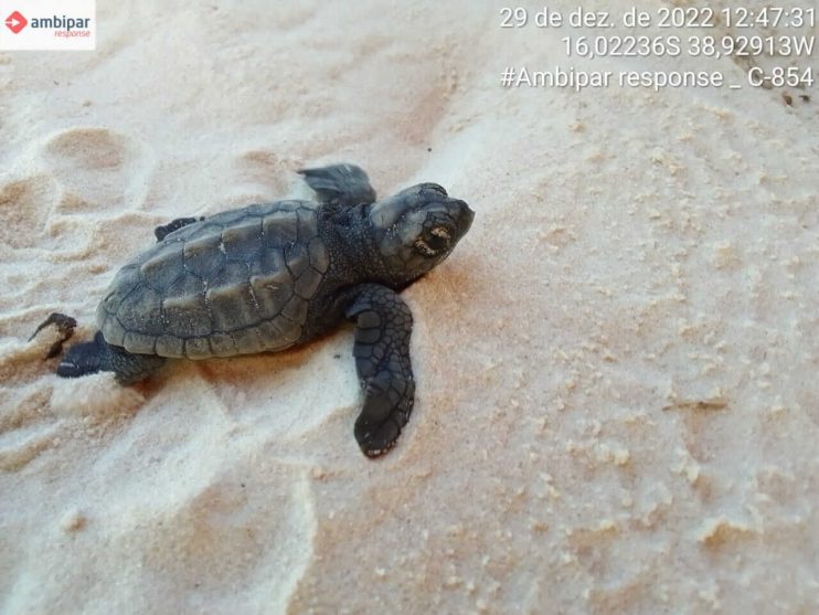 Confira os números da última temporada reprodutiva de tartarugas marinhas do Sul da Bahia 11