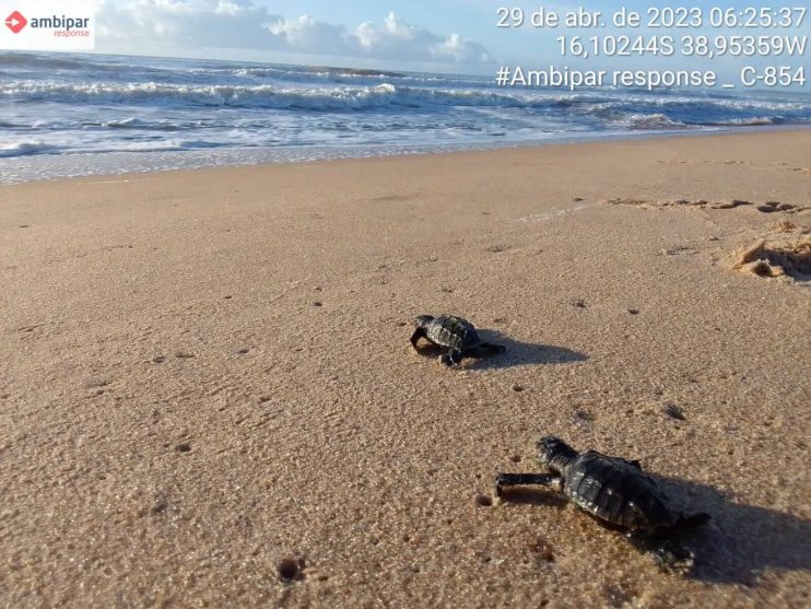 Confira os números da última temporada reprodutiva de tartarugas marinhas do Sul da Bahia 15
