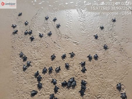 Confira os números da última temporada reprodutiva de tartarugas marinhas do Sul da Bahia 8