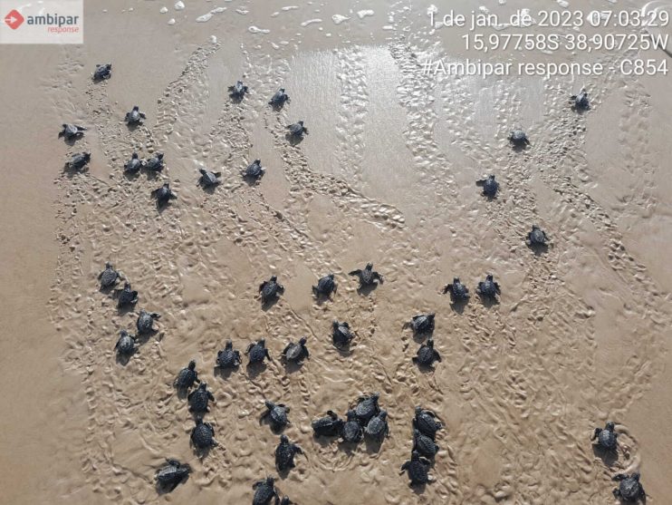 Confira os números da última temporada reprodutiva de tartarugas marinhas do Sul da Bahia 12