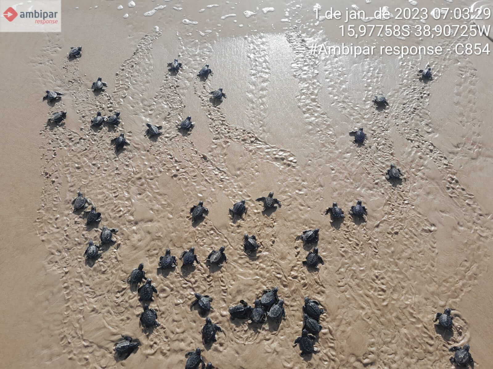 Confira os números da última temporada reprodutiva de tartarugas marinhas do Sul da Bahia 6