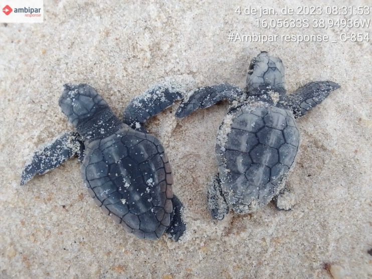 Confira os números da última temporada reprodutiva de tartarugas marinhas do Sul da Bahia 14