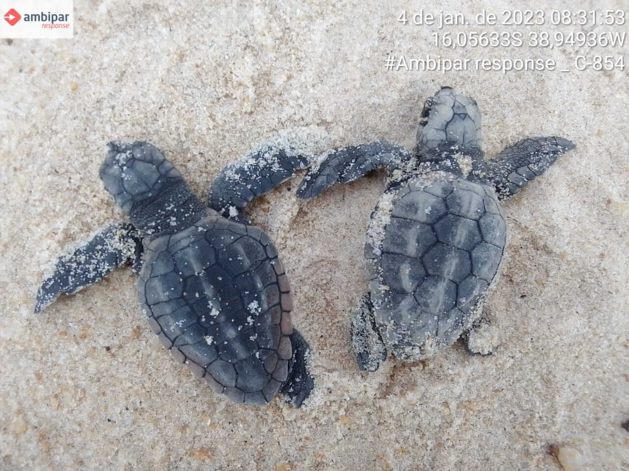 Confira os números da última temporada reprodutiva de tartarugas marinhas do Sul da Bahia 7