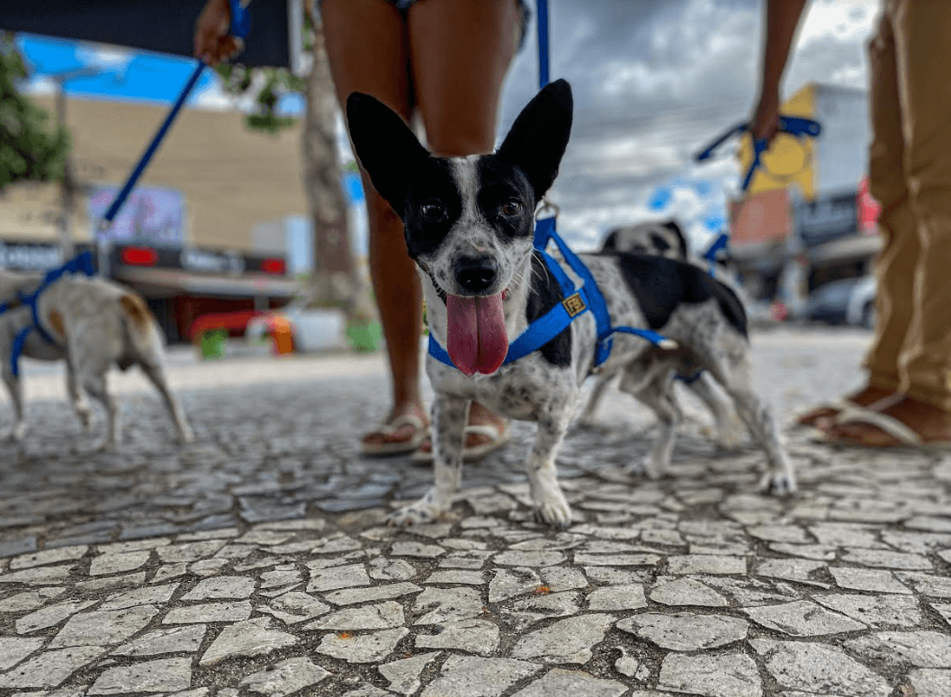 Prefeitura de Eunápolis realiza grande ação de vacinação contra raiva e imuniza cerca de 1 mil animais 7