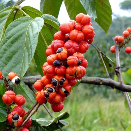 Bahia é responsável por 64% do guaraná produzido no Brasil 10