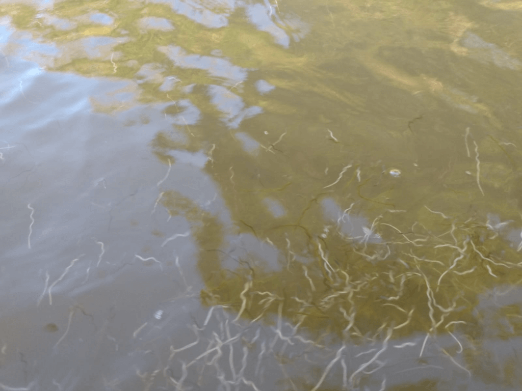 Prefeitura de Belmonte coleta vermes no rio Jequitinhonha para envio ao Inema 6