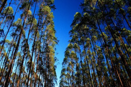 Veracel fecha primeiro semestre com 100% de suas parcerias florestais renovadas 4