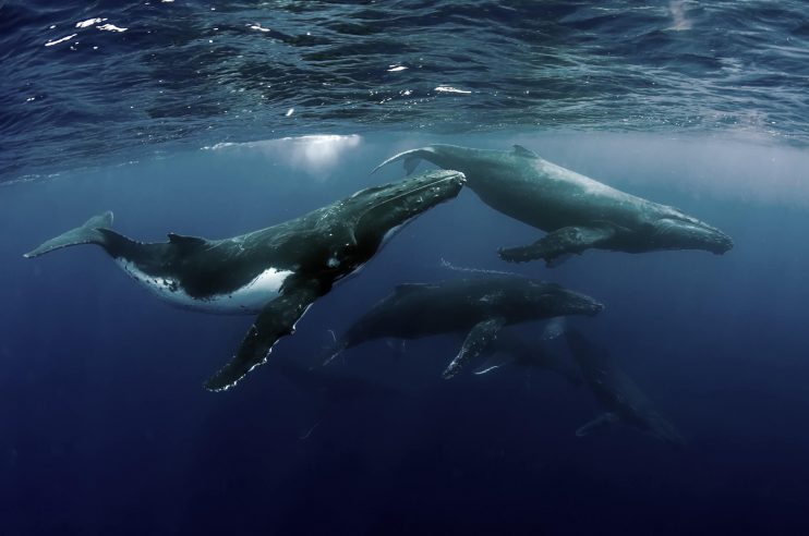Veracel participa de documentário sobre iniciativas de proteção às baleias 4