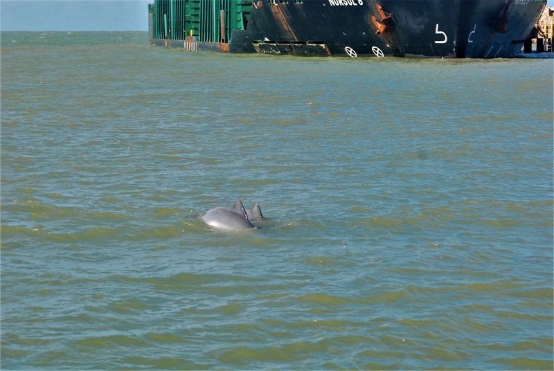 Instituto Baleia Jubarte e Veracel Celulose realizam o 17º monitoramento de botos-cinza 5