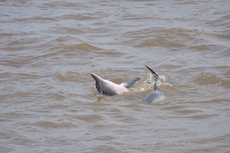 Instituto Baleia Jubarte e Veracel Celulose realizam o 17º monitoramento de botos-cinza 7