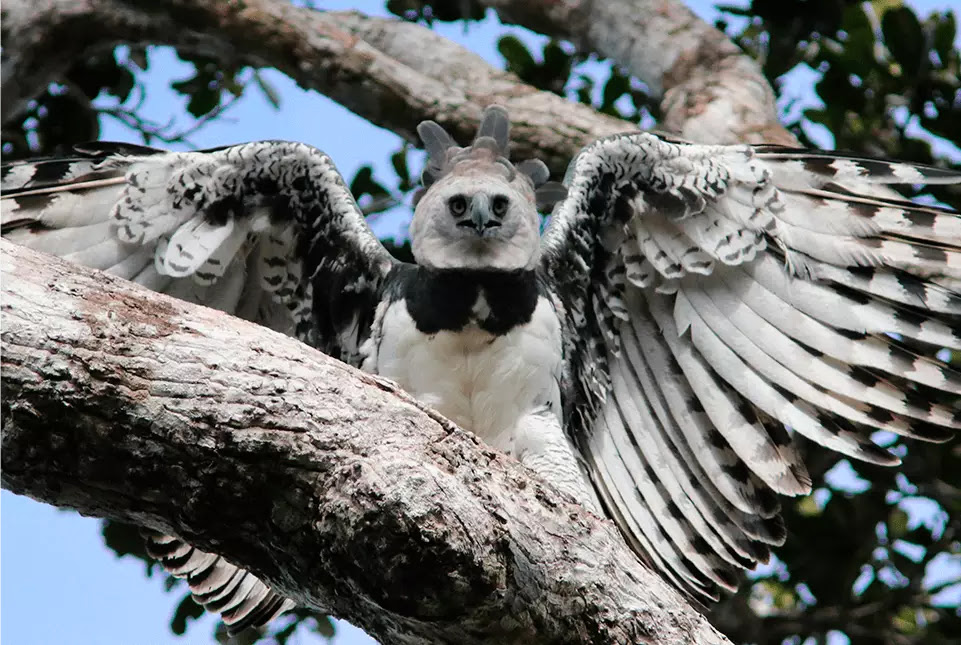 Estação Veracel celebra 25 anos de conservação e compromisso ambiental 8