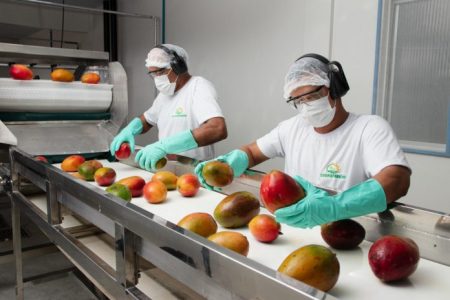 Exportações de frutas da Bahia superam 1 bilhão de reais até novembro 10