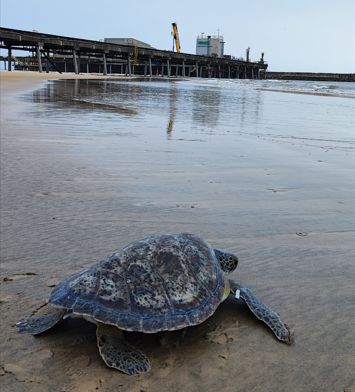 Novo Centro de Reabilitação de Tartarugas Marinhas celebra a soltura da primeira tartaruga recuperada 7