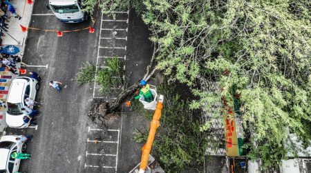 Força-tarefa da Prefeitura de Eunápolis remove árvore que inclinou no centro de Eunápolis durante chuvas 12