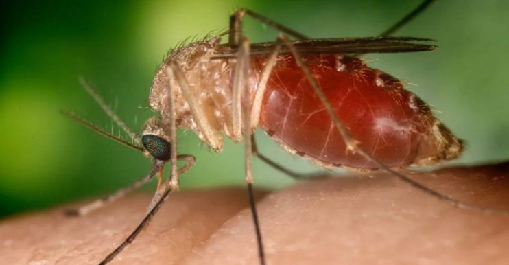 Febre orupouche: Bahia detecta nove casos da doença, causada por mosquito 4