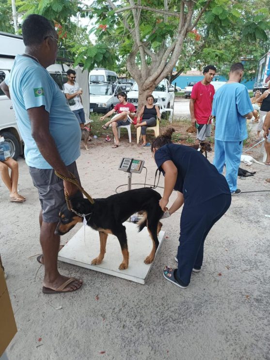 1ª FASE: MUTIRÃO DE CASTRAÇÃO BATE RECORDE EM ARRAIAL D'AJUDA 12