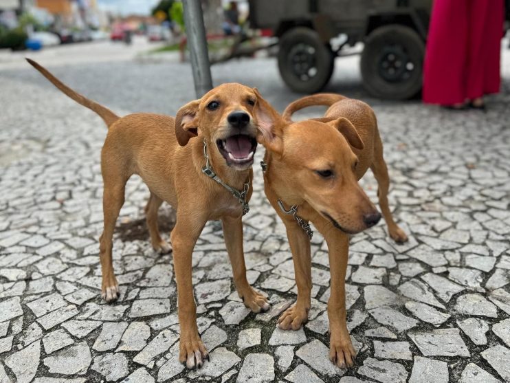 51d6d798-820d-4e66-ab24-a6b5267fae0f Iniciativa da Prefeitura de Eunápolis garante novo lar para 23 cães e gatos 16