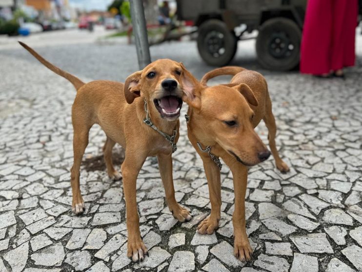 Iniciativa da Prefeitura de Eunápolis garante novo lar para 23 cães e gatos 16