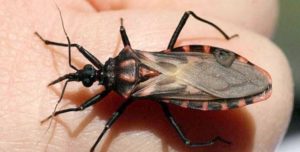 Doença de Chagas tem perspectiva de eliminação até 2030 1