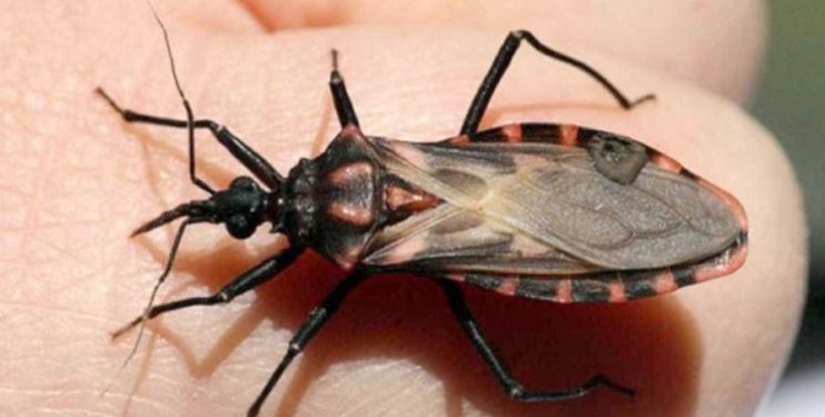Doença de Chagas tem perspectiva de eliminação até 2030 13