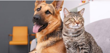 Prefeitura de Eunápolis promove mais uma Feira de Adoção de Cães e Gatos nesta sexta-feira 9