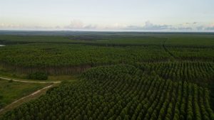 Veracel transforma os resíduos de sua fábrica em adubo para novos plantios de eucalipto 76