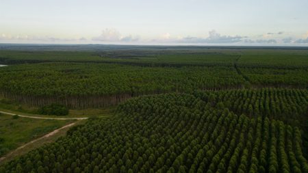 Veracel transforma os resíduos de sua fábrica em adubo para novos plantios de eucalipto 4