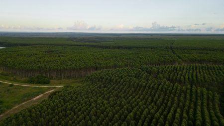 Veracel transforma os resíduos de sua fábrica em adubo para novos plantios de eucalipto 8