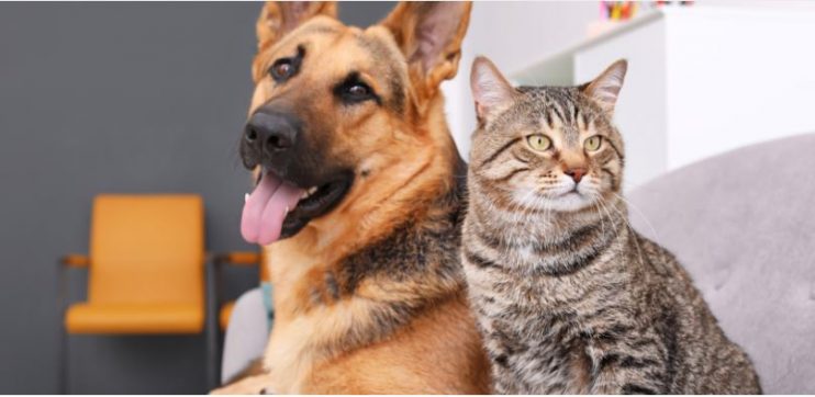 Feira de Adoção de Cães e Gatos acontece nesta sexta-feira na Praça da Bandeira 4