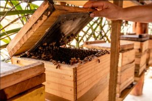 Veracel fortalece seu apoio para o desenvolvimento da apicultura no Sul da Bahia 1