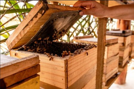 Veracel fortalece seu apoio para o desenvolvimento da apicultura no Sul da Bahia 103